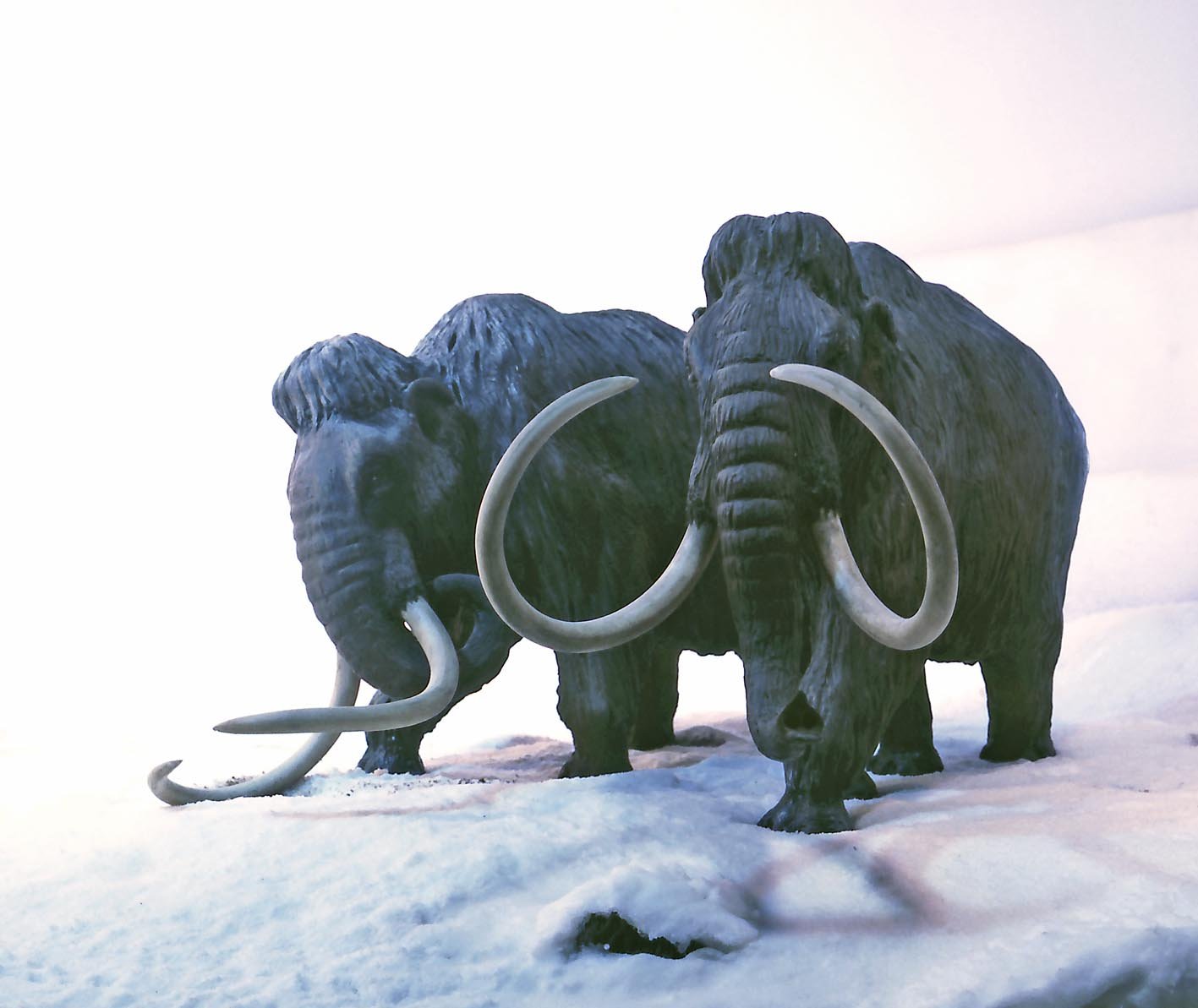 Natural History Museum Aarhus