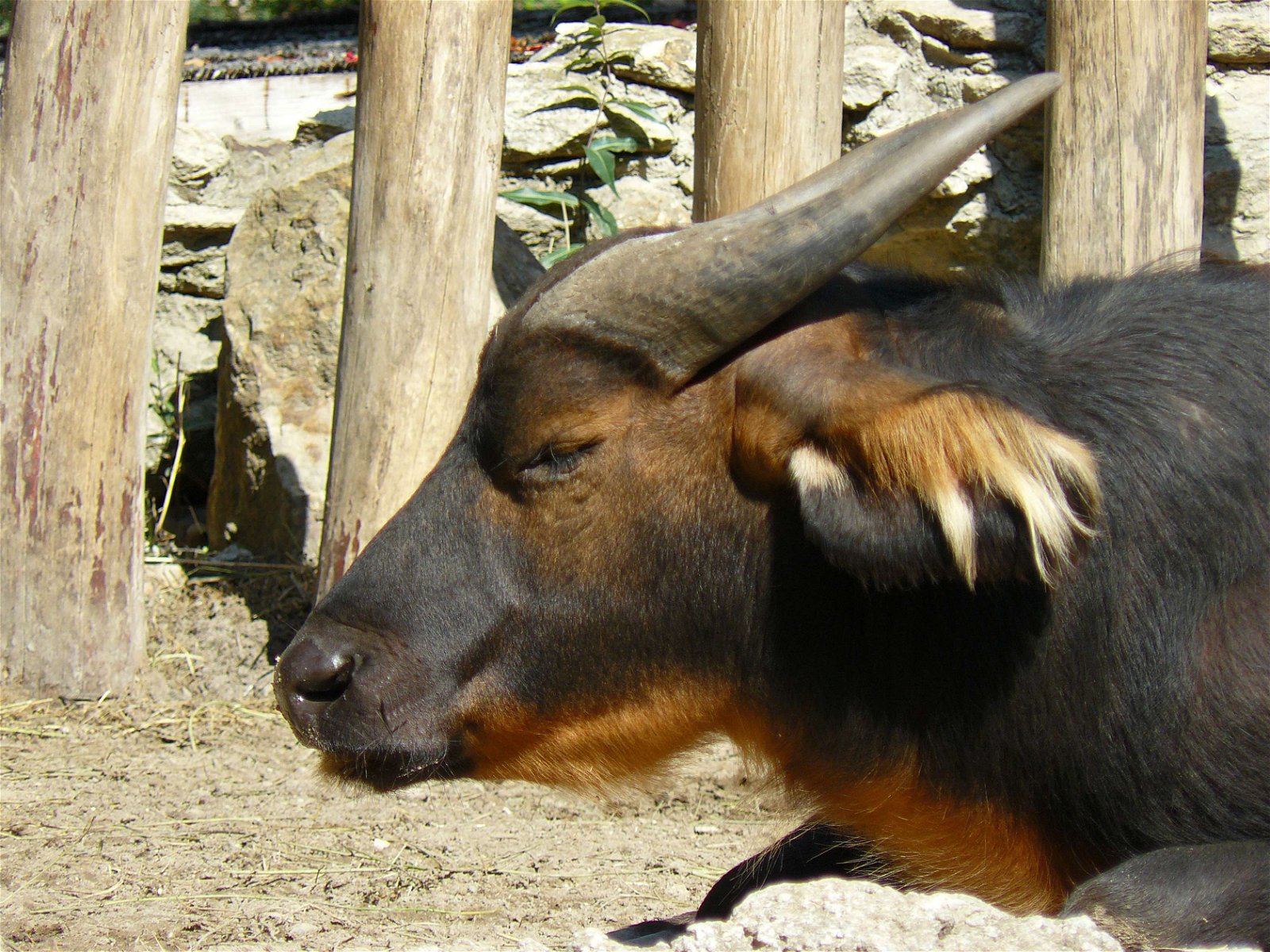 Budapest Zoo and Botanical Garden