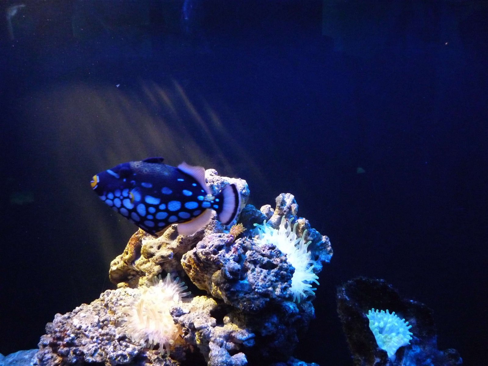 Aquaria Water Museum