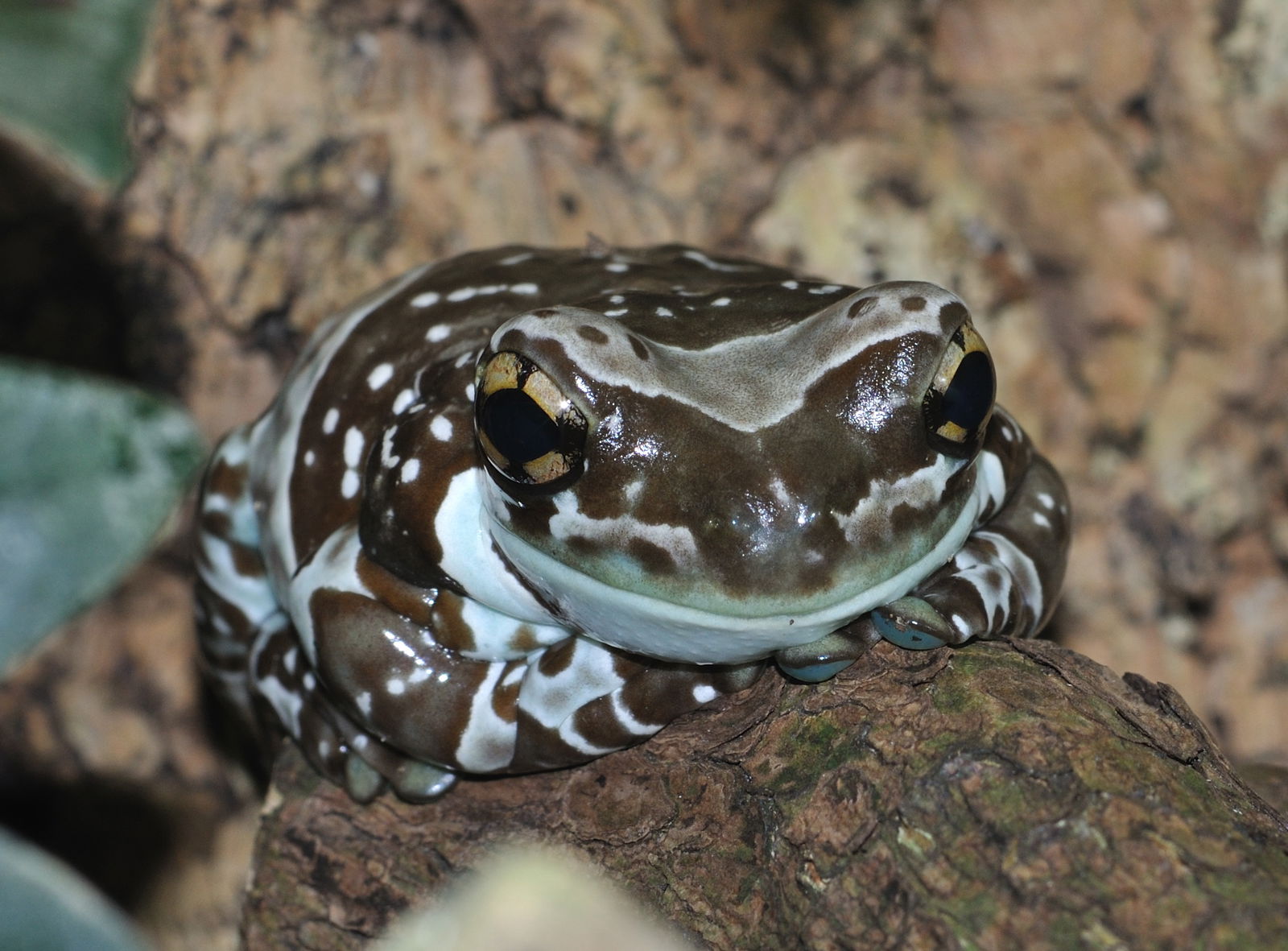 Zoologischer Garten Frankfurt/Main