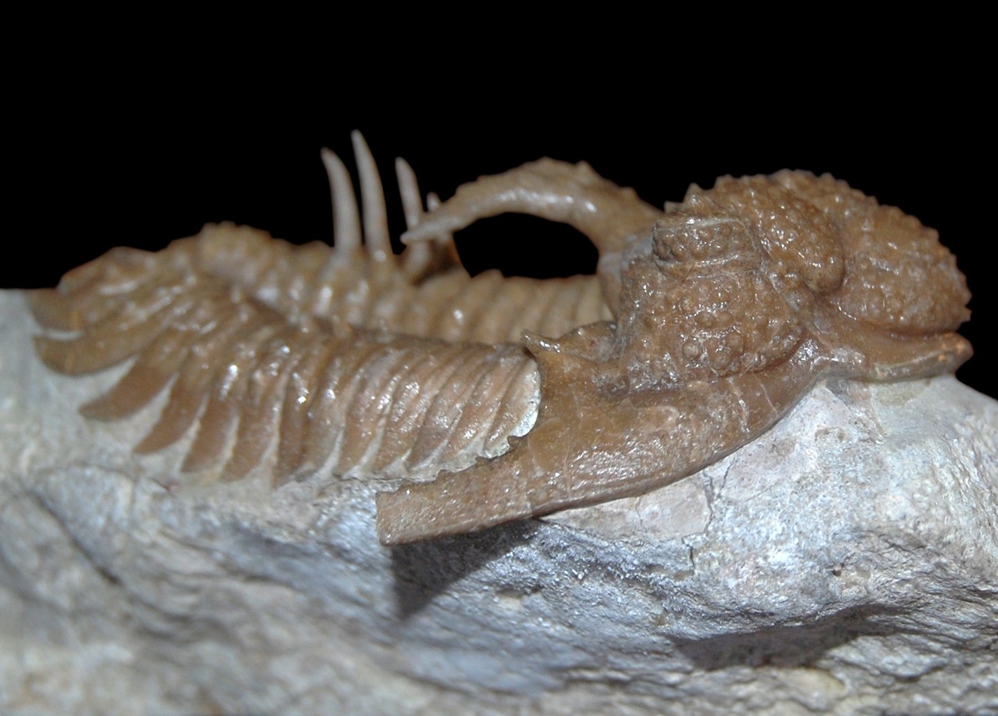 Natural History Museum