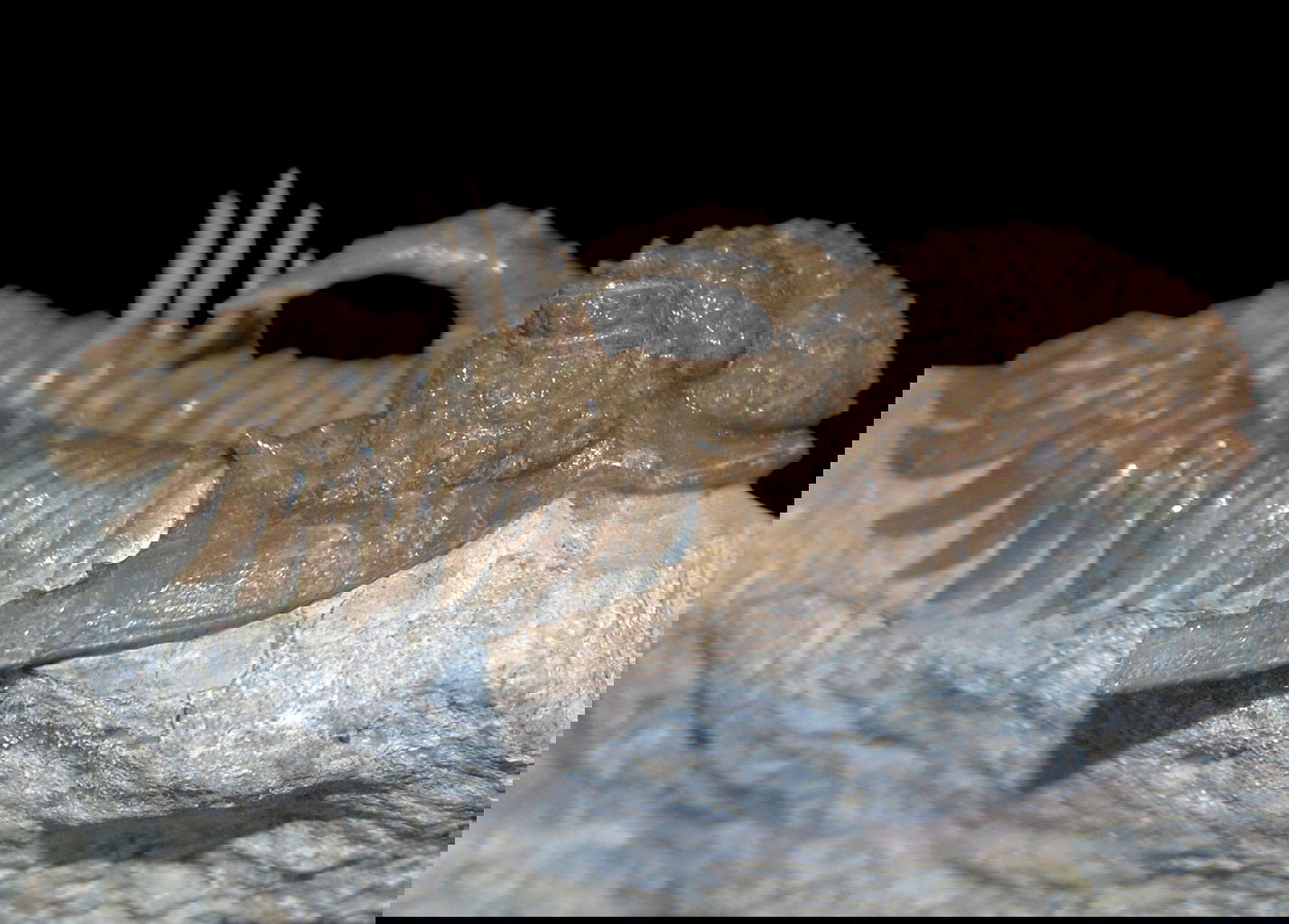 Naturhistorisches Museum