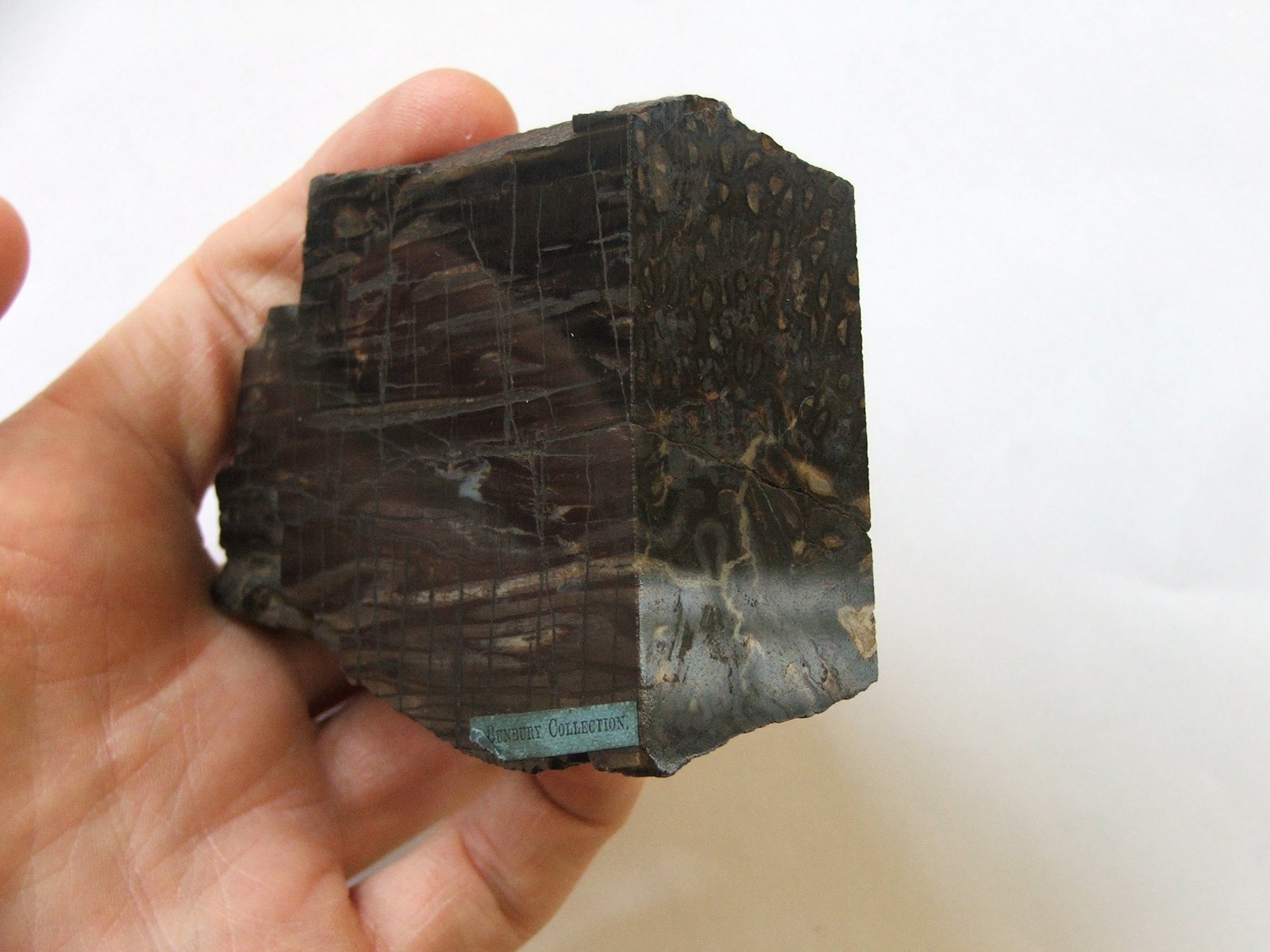 Sedgwick Museum of Earth Sciences