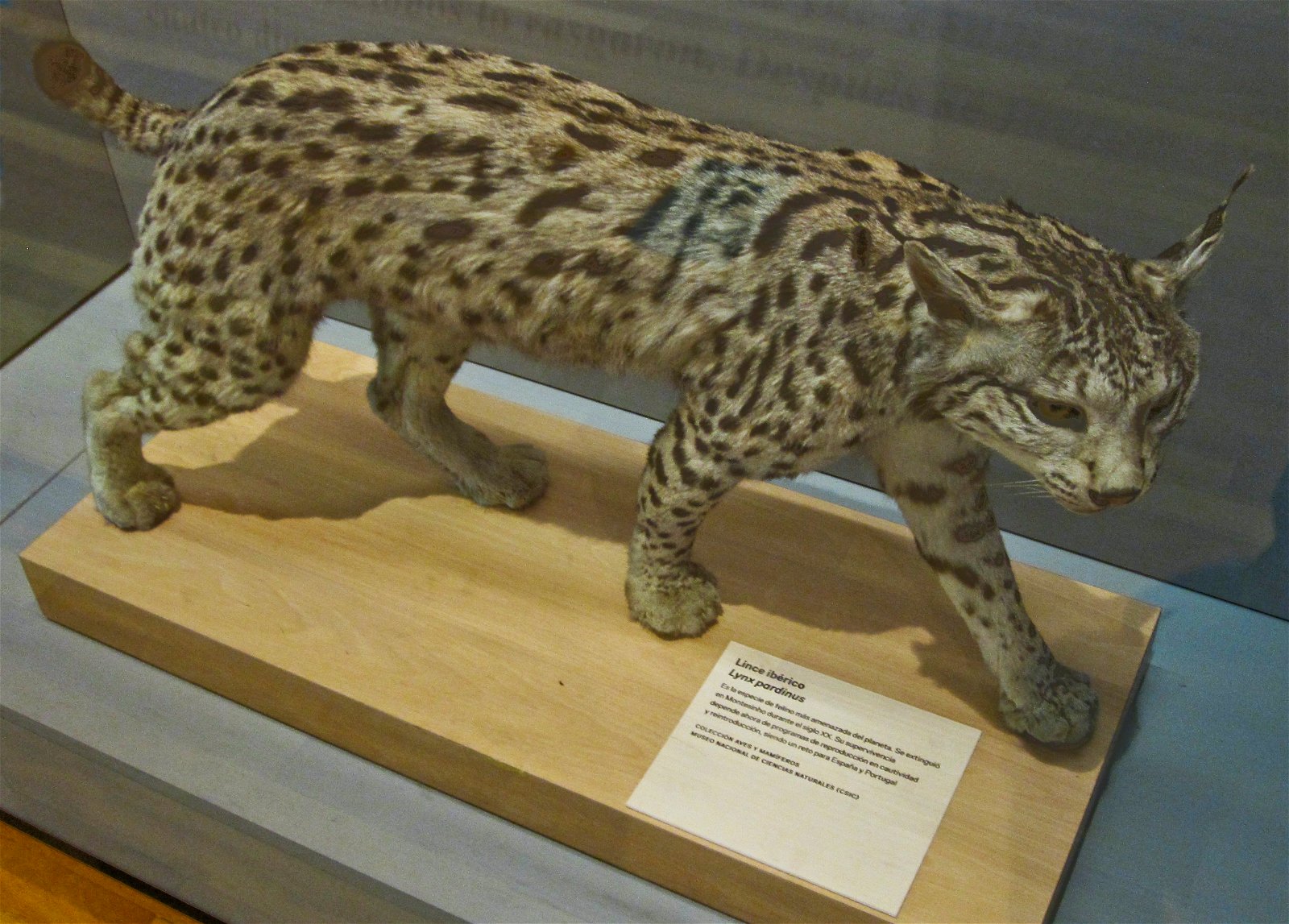 National Museum of Natural Sciences of Spain