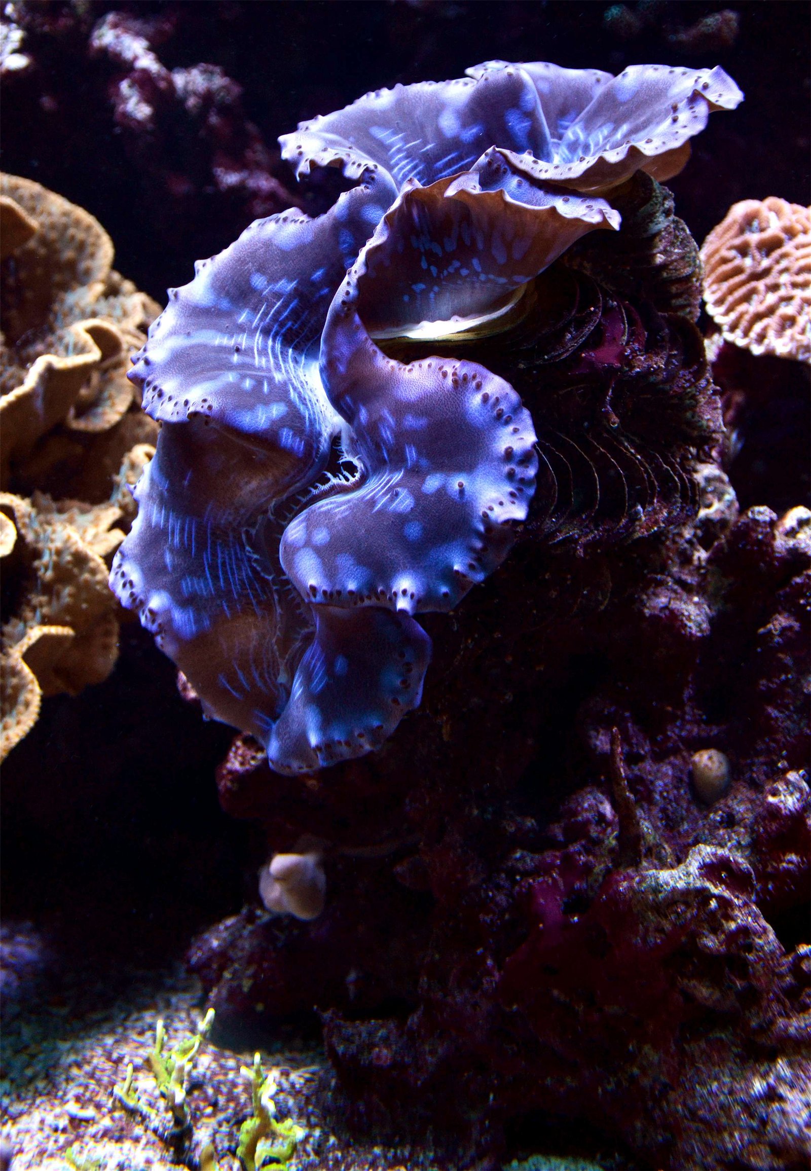 Aquarium de la Porte Dorée