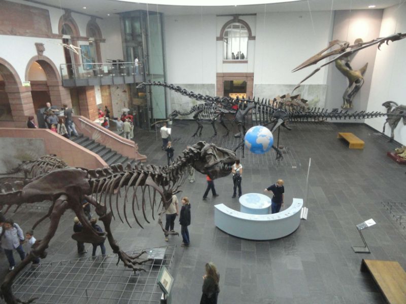 Senckenberg Natural History Museum