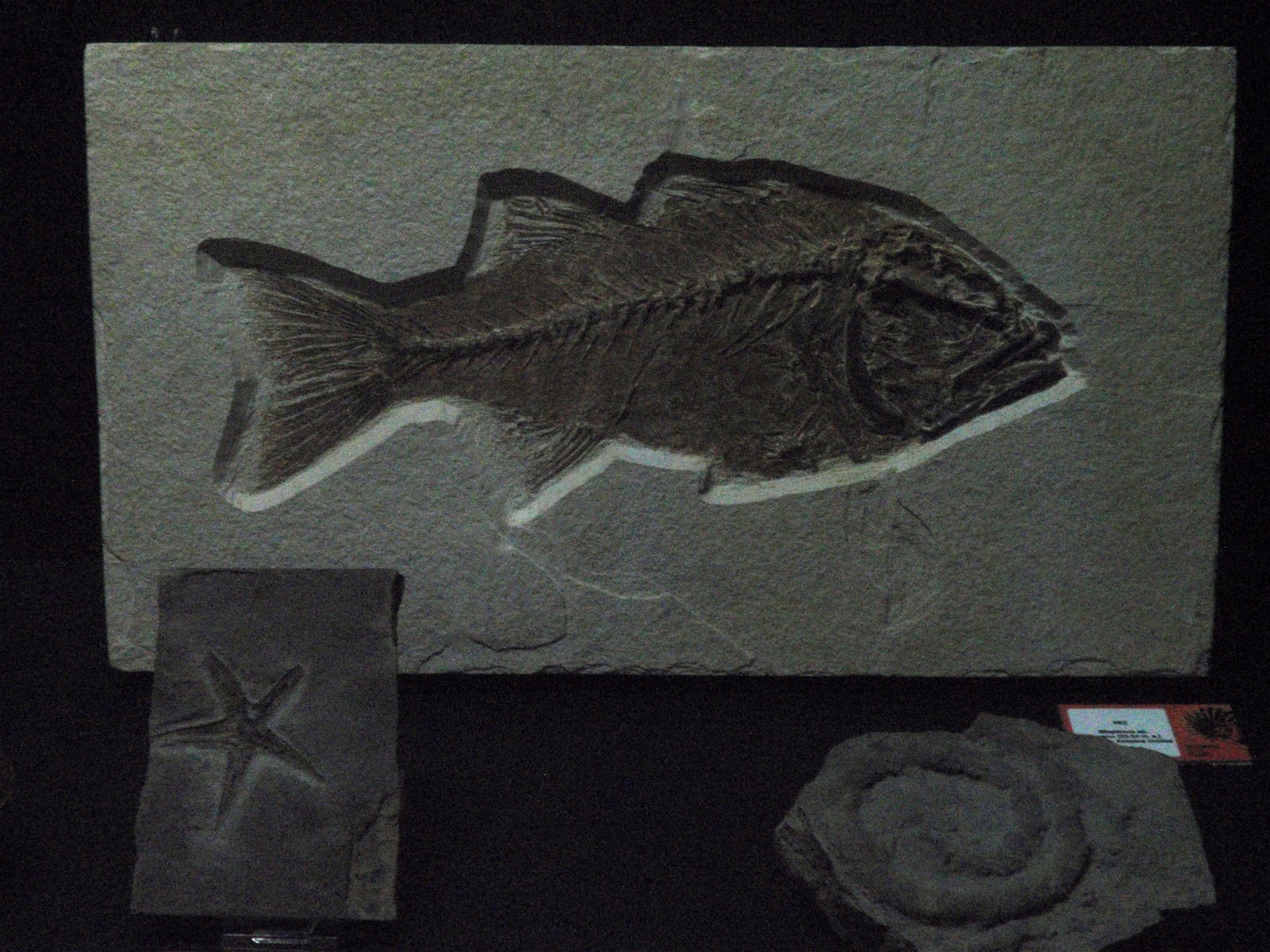 Museo Elder de la Ciencia y la Tecnología