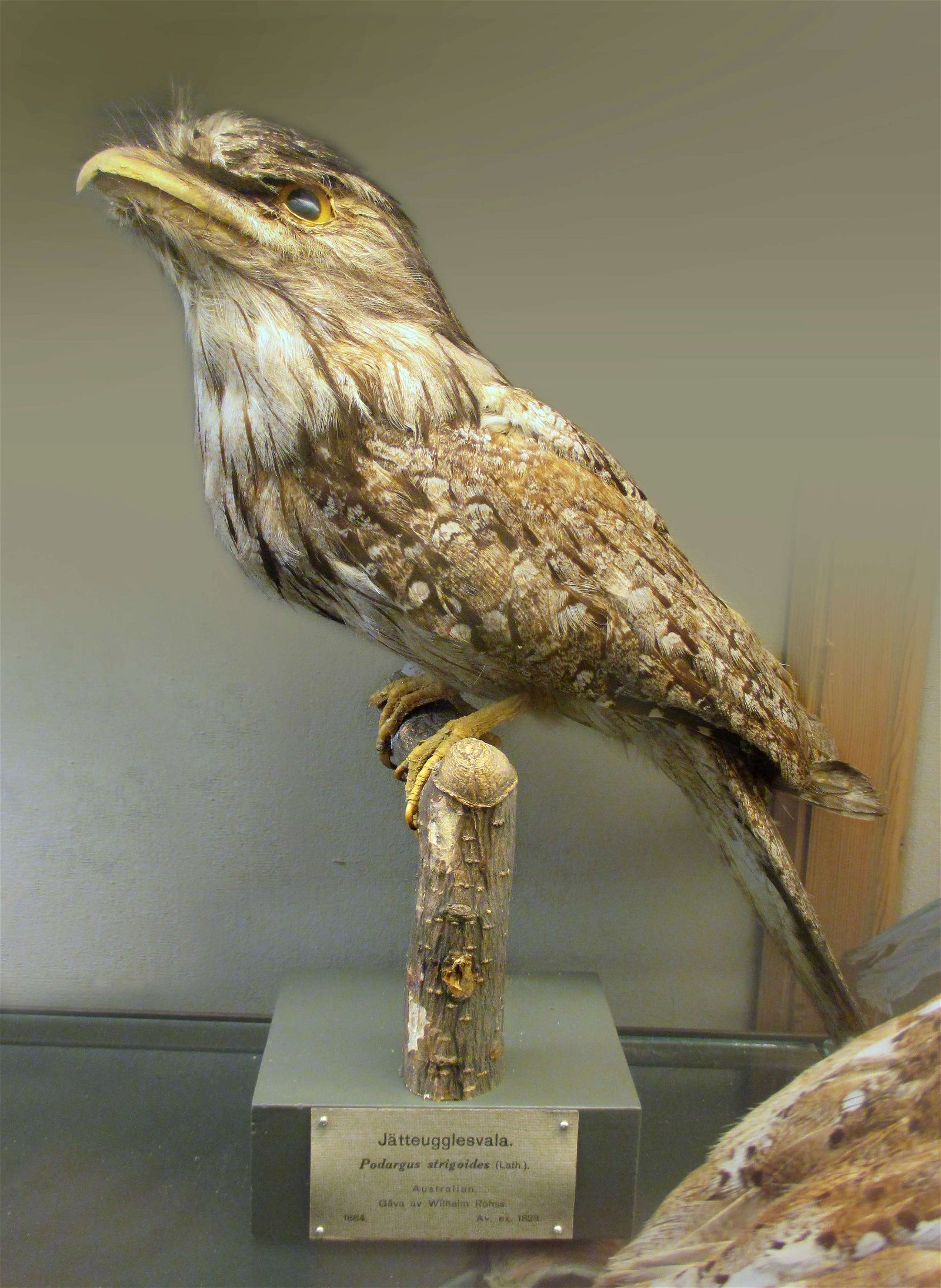 Göteborg Natural History Museum