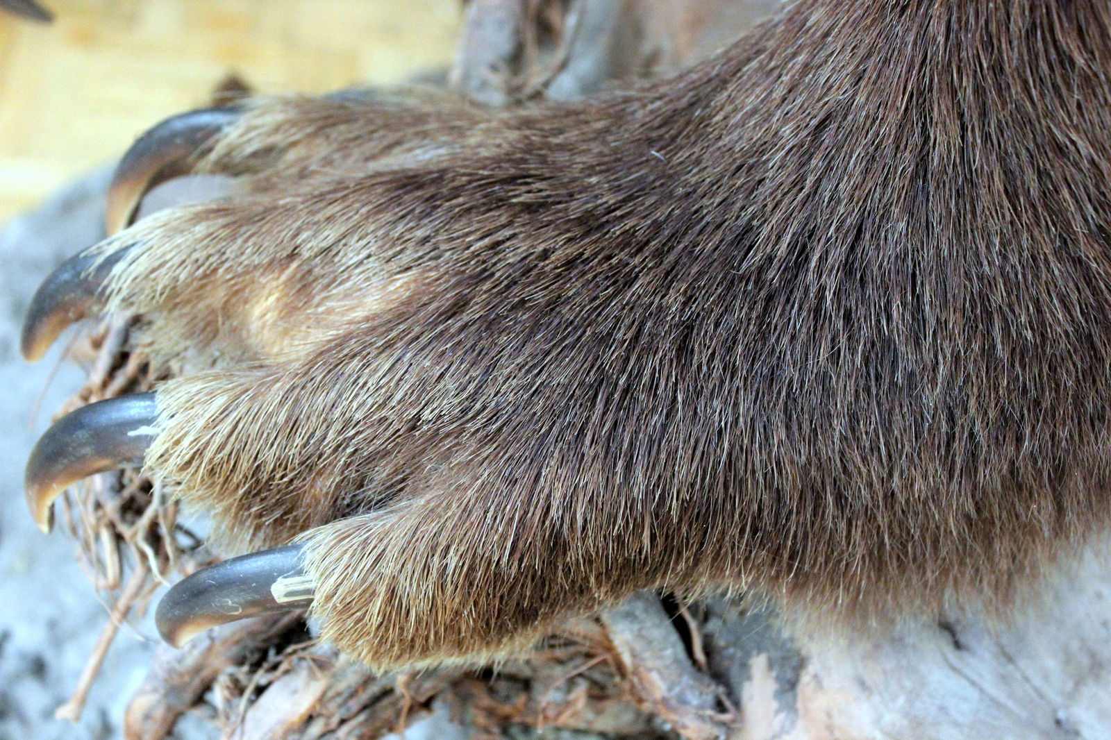 Museum of Hunting and Fishing (Deutsches Jagd und Fischereimuseum)