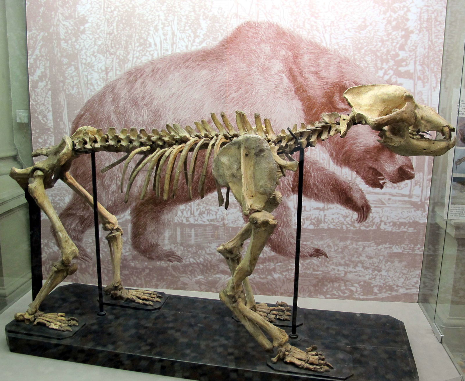 Museo di Storia Naturale di Firenze - Geologia e Paleontologia