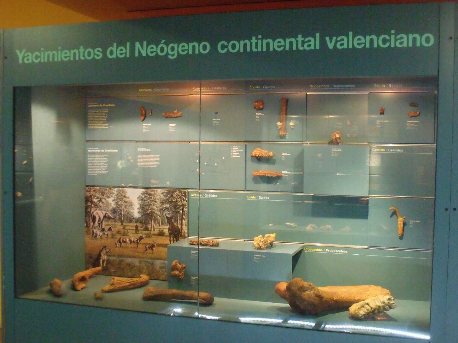 Museum of Natural Science