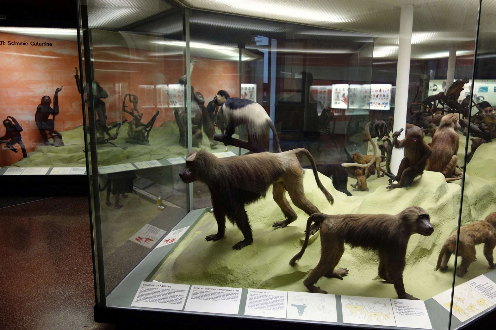 Museo Civico di Storia Naturale Giacomo Doria