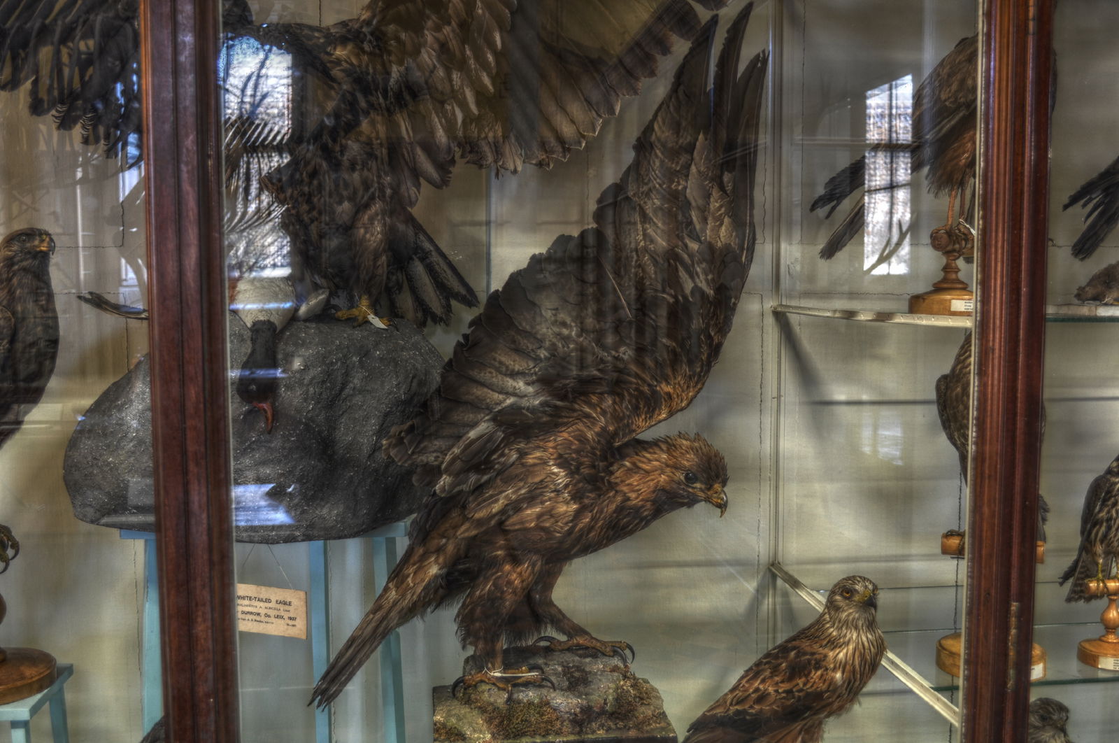 National Museum of Ireland, Merrion Street