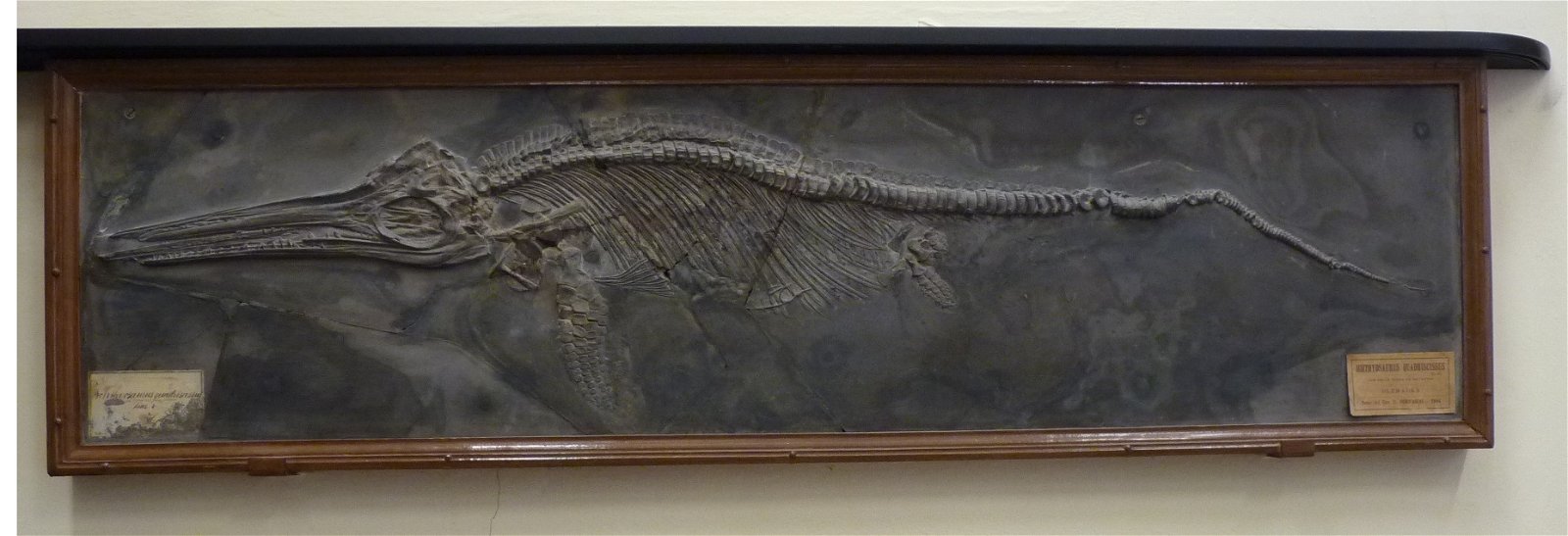 Museo Geologico Giovanni Capellini