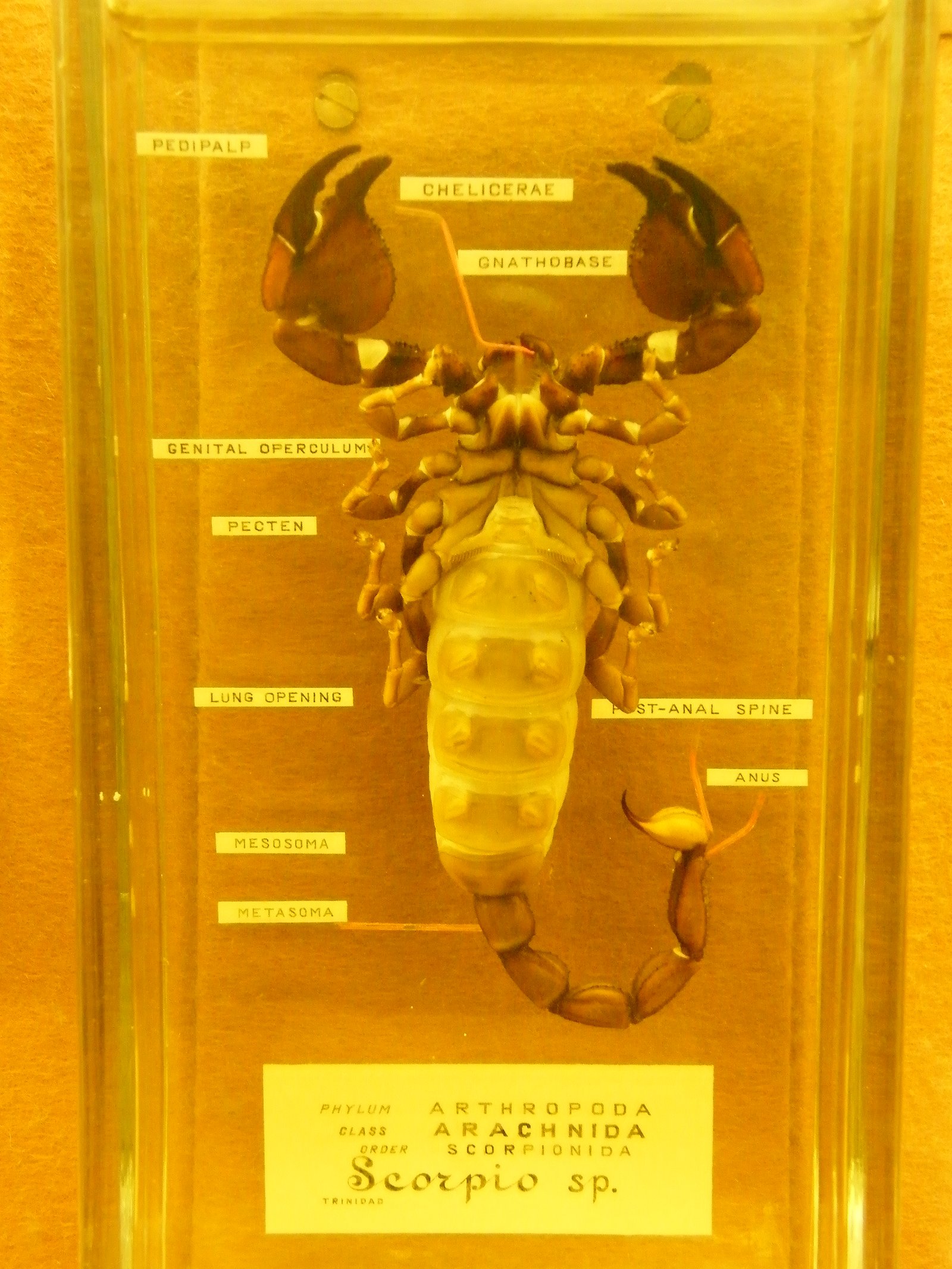 The Hunterian Museum and Art Gallery