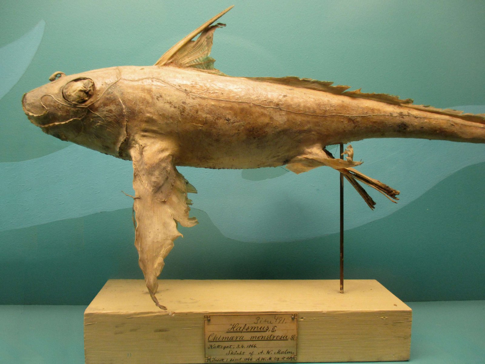 Göteborg Natural History Museum