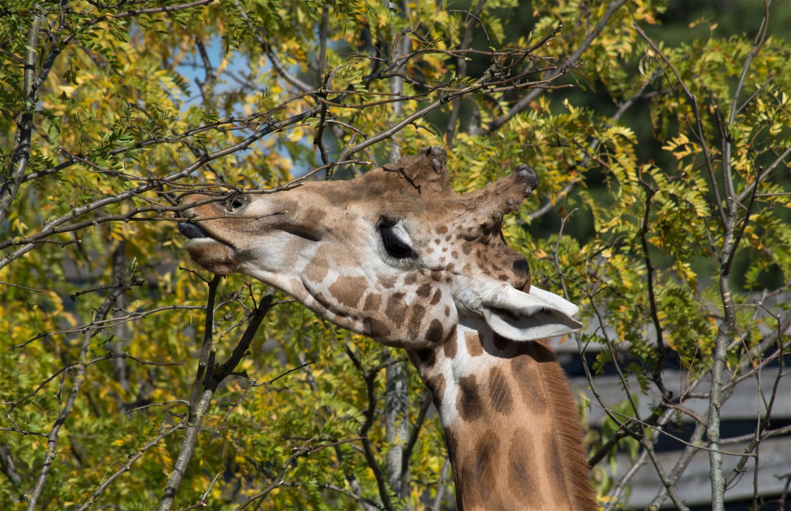 Parc zoologique de Paris