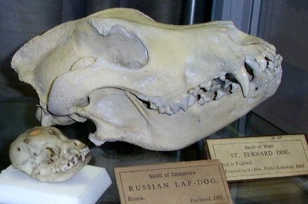 Natural History Museum at Tring