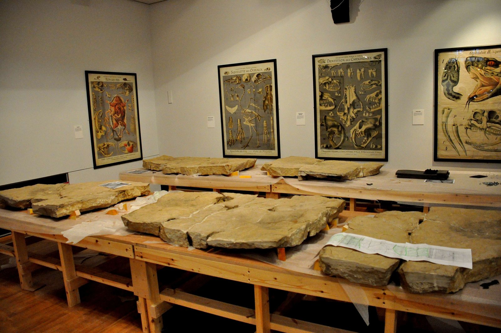 The Hunterian Museum and Art Gallery