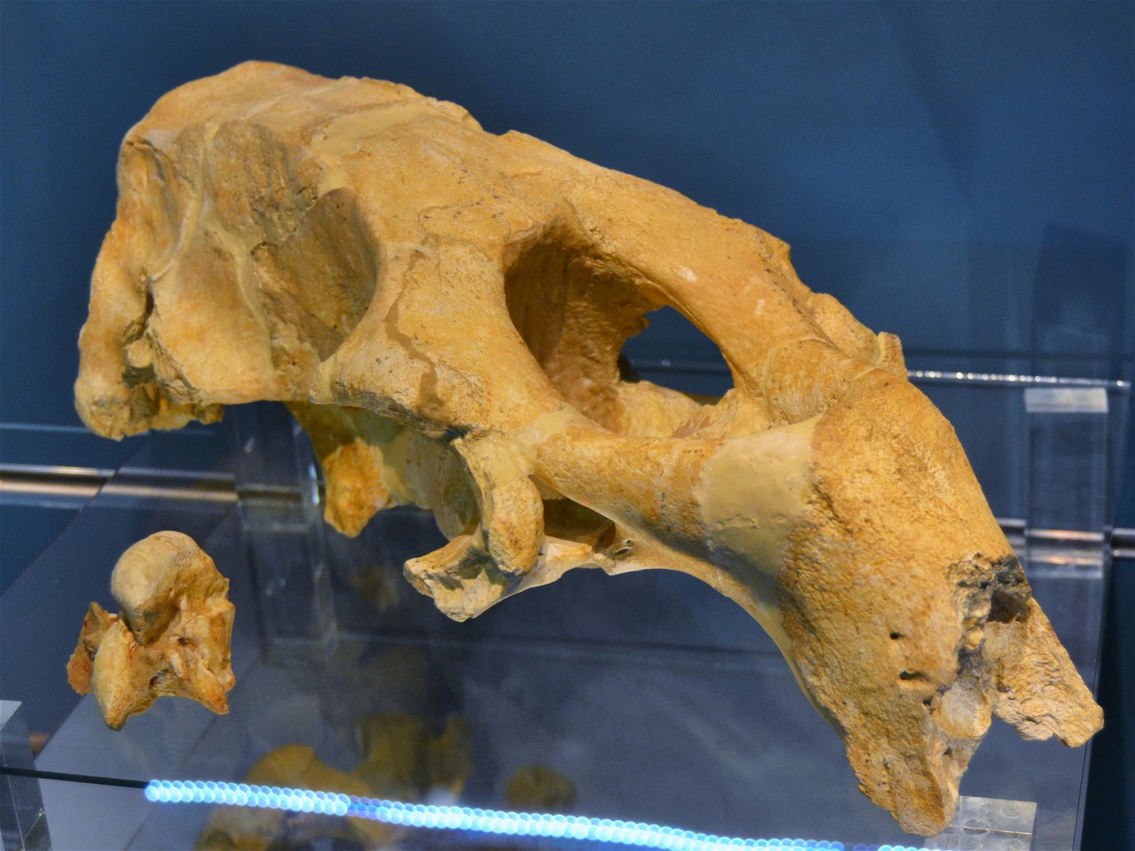 Museo de Ciencias Naturales