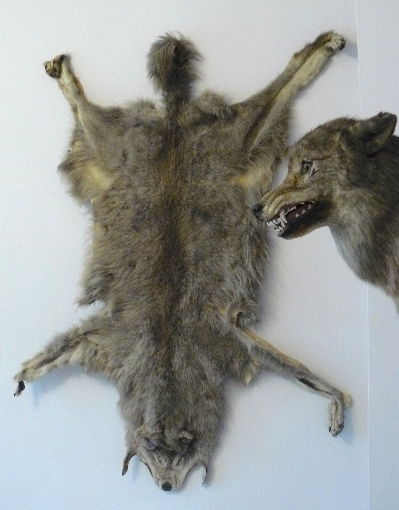 Museum of Natural Environment and Hunting