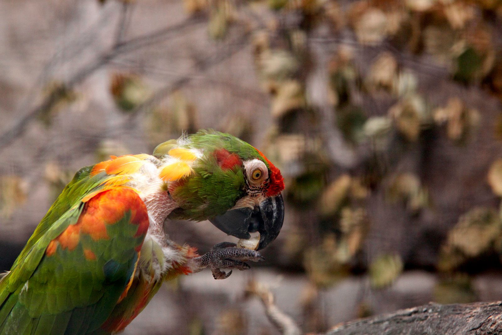 Berlin Zoological Garden