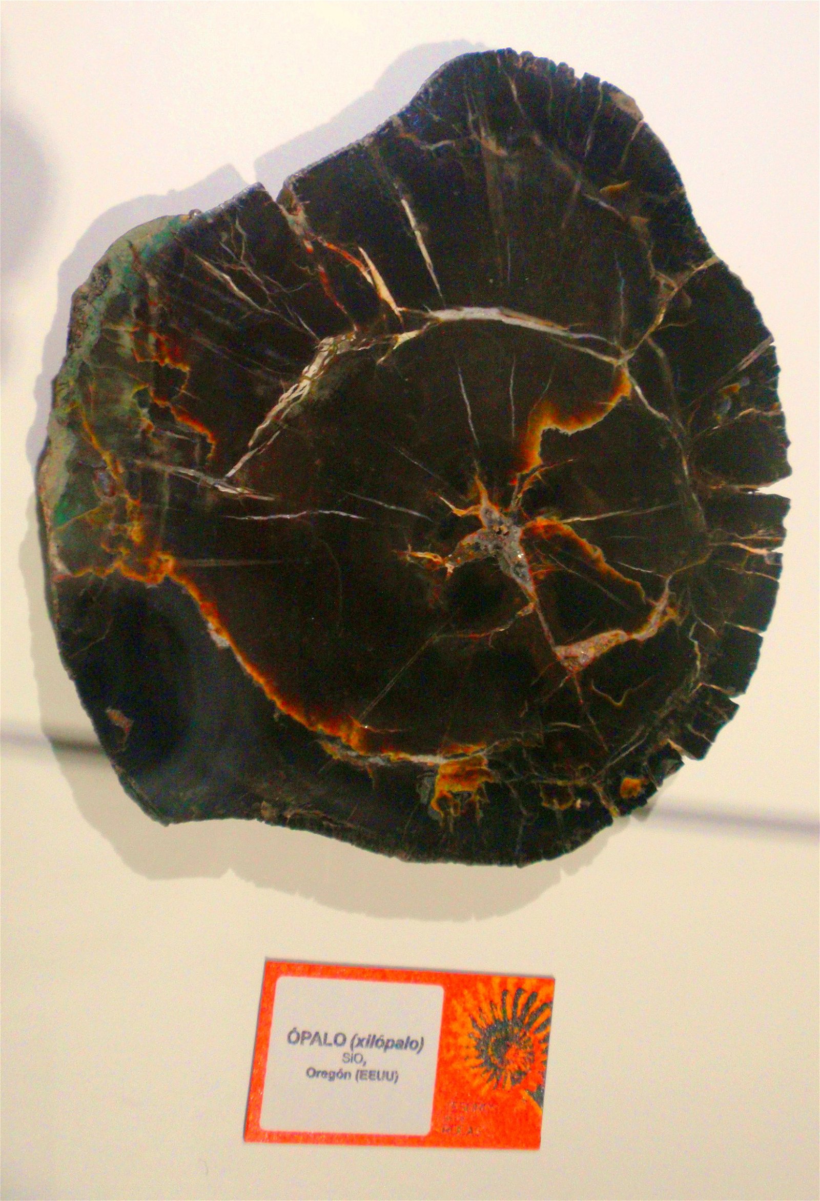 Museo Elder de la Ciencia y la Tecnología