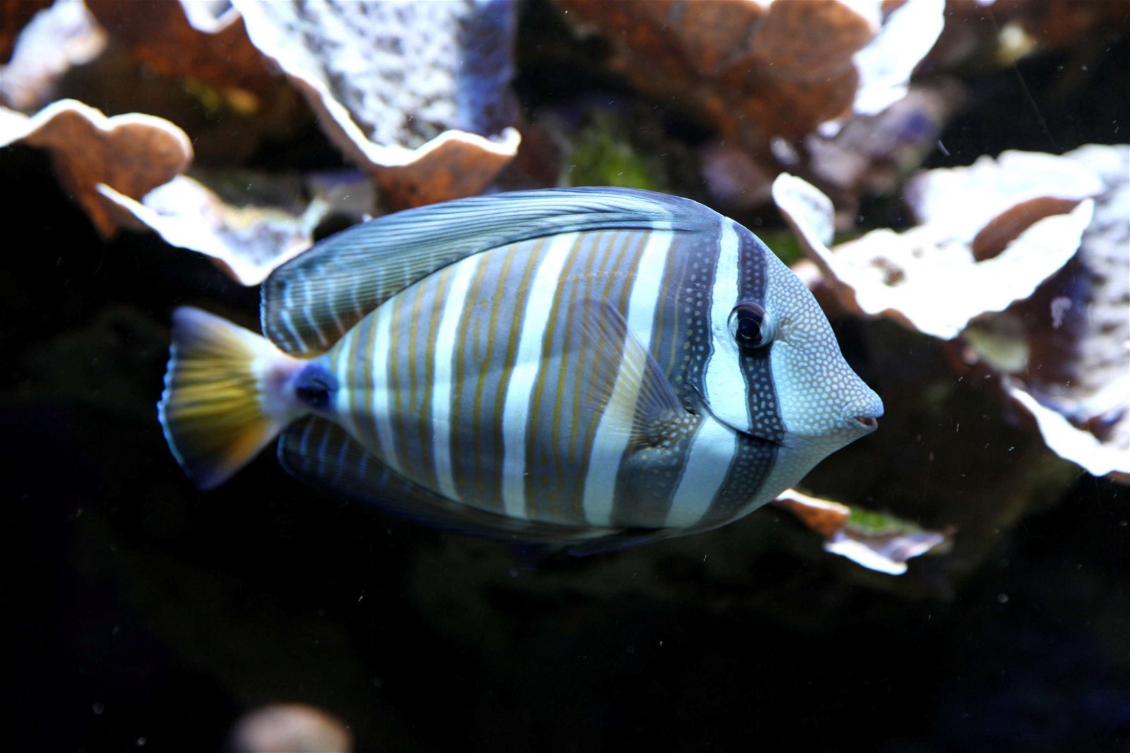 Aquazoo – Löbbecke-Museum Düsseldorf