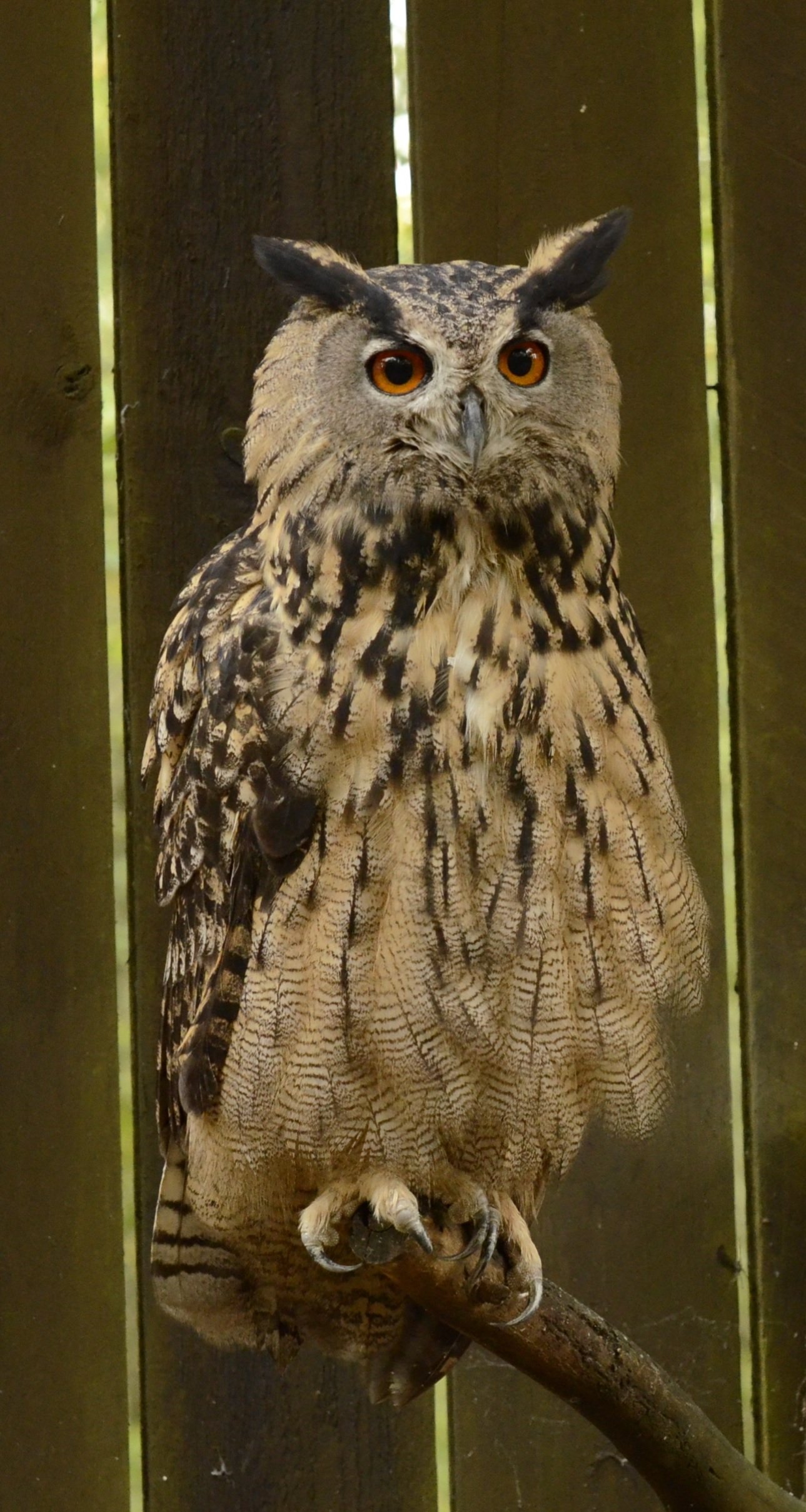 Wildpark - Domein van de Grotten van Han