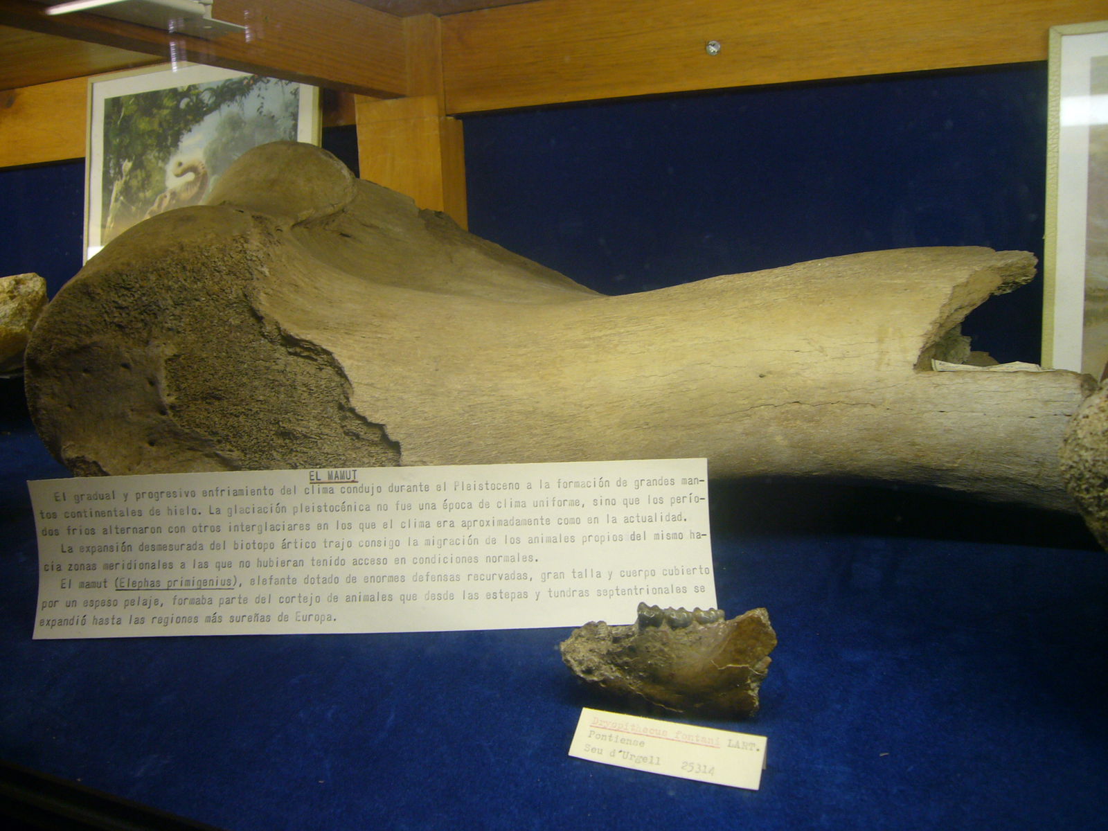 Museu Geologic del Seminari de Barcelona