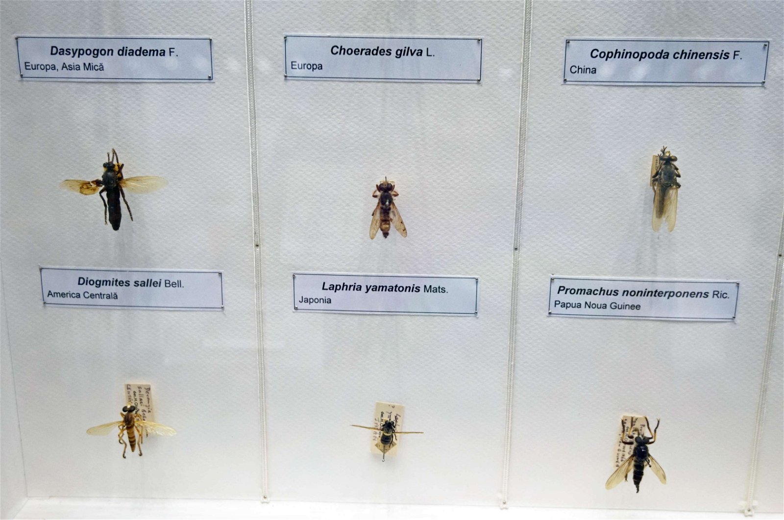 Grigore Antipa National Museum of Natural History