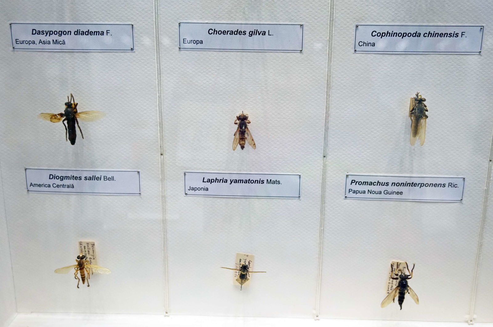 Grigore Antipa National Museum of Natural History