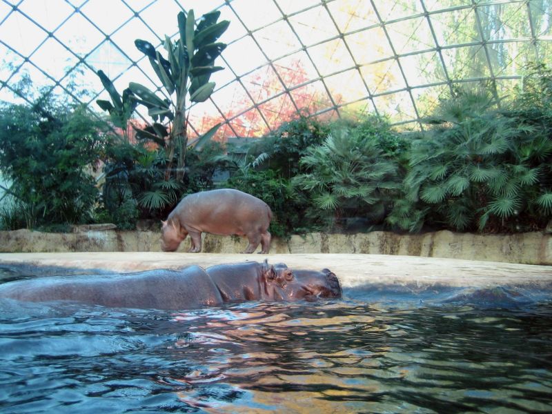 Berlin Zoological Garden