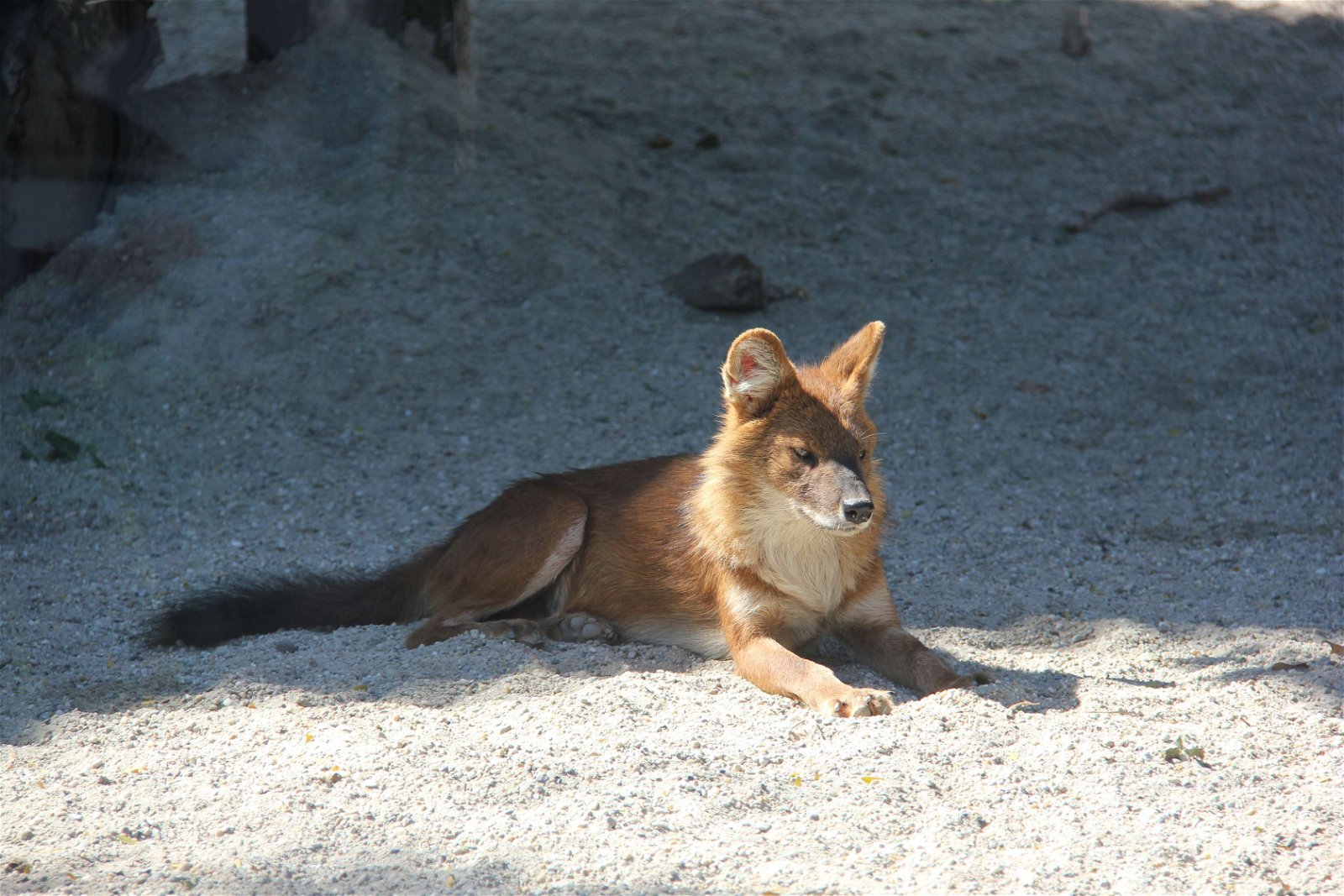 Budapest Zoo and Botanical Garden