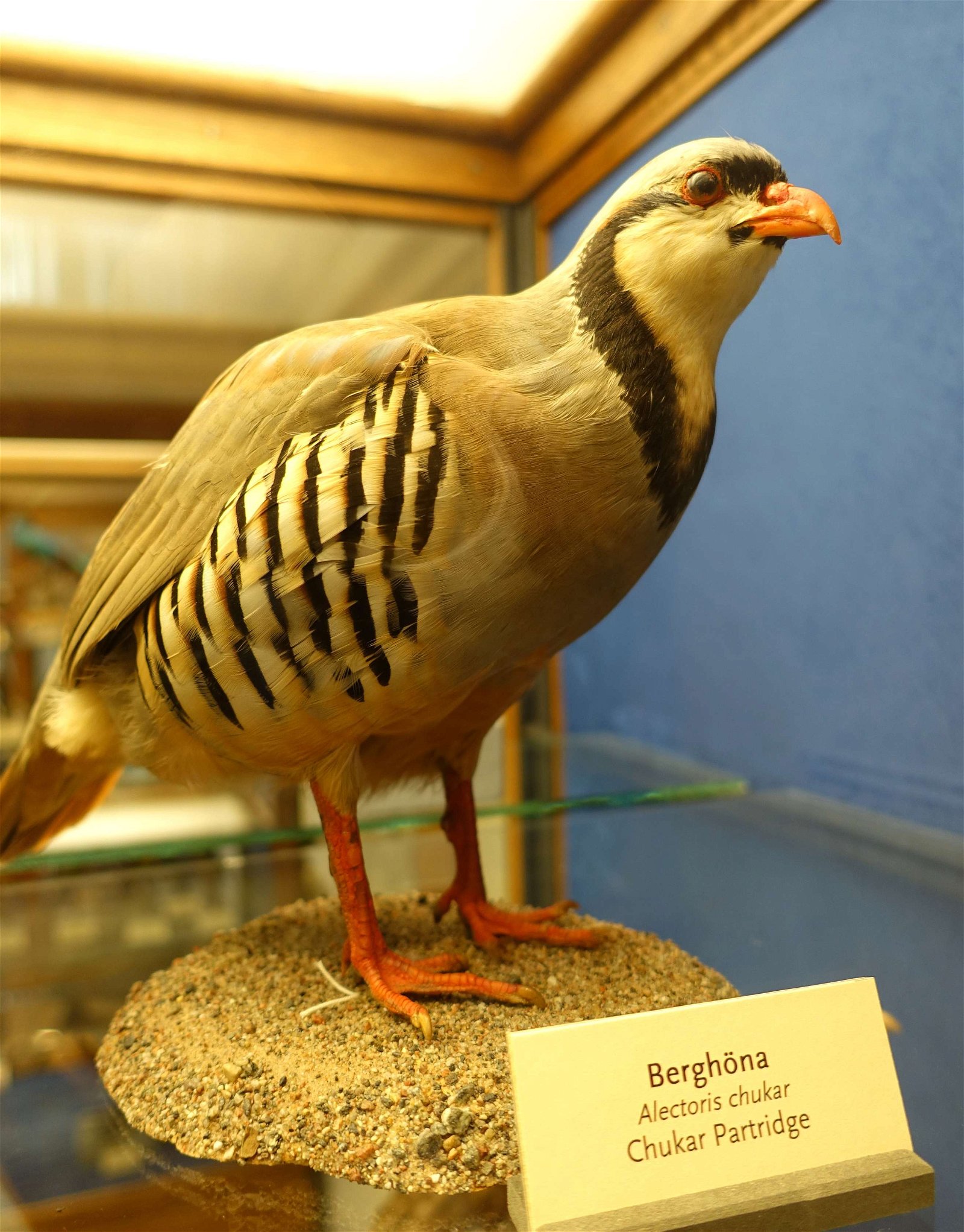 Swedish Museum of Natural History