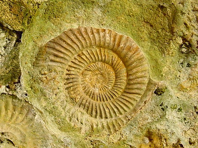 Bowood House and Gardens