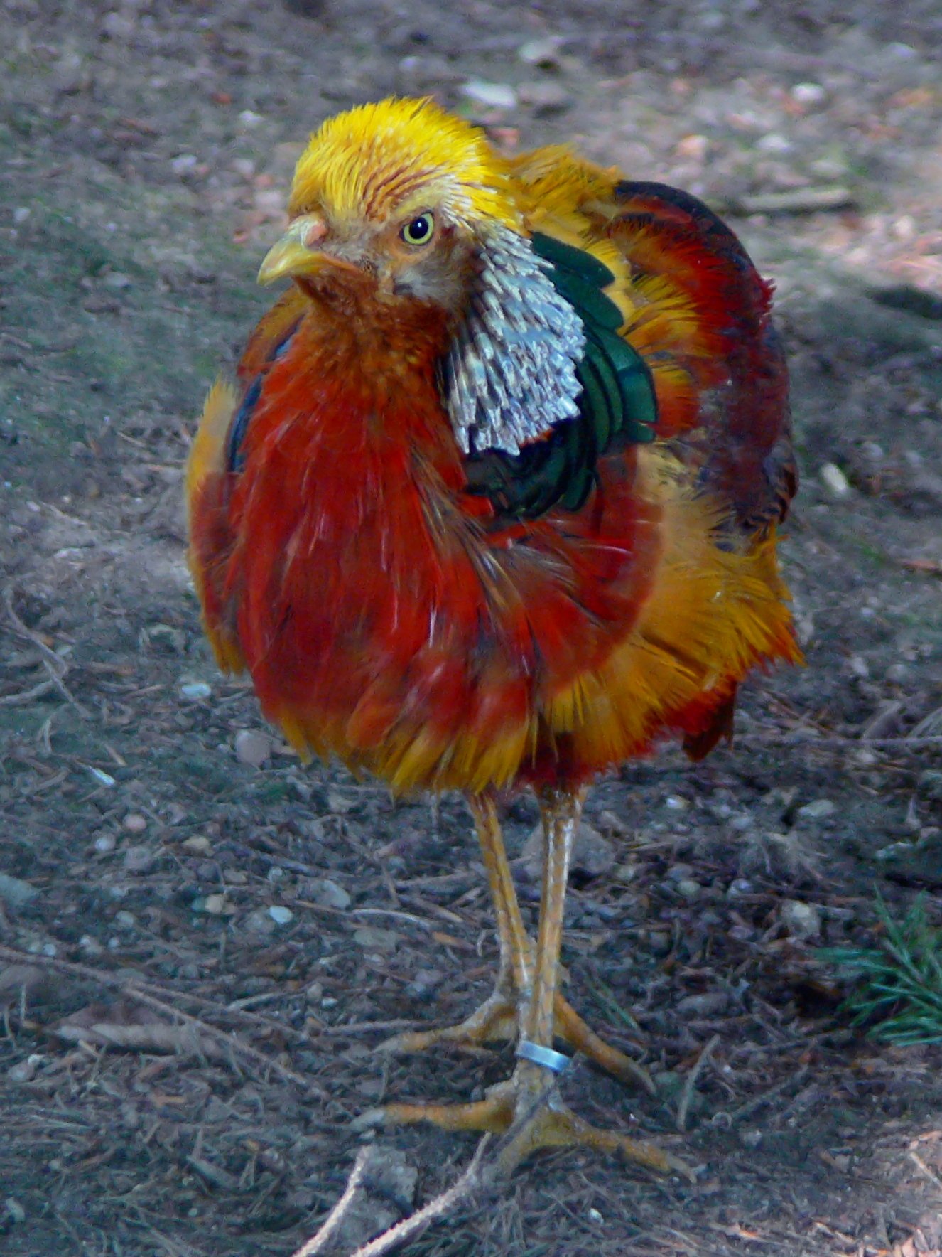 Heimat-Tierpark Olderdissen