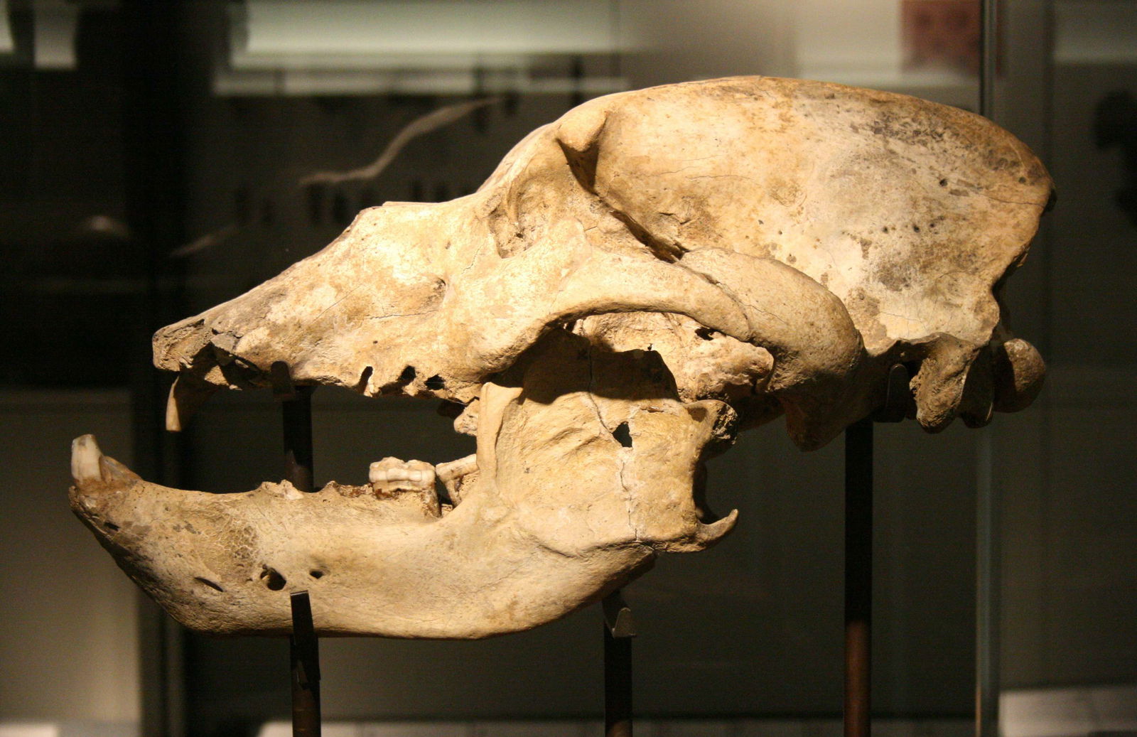 Musée Le Grand Curtius