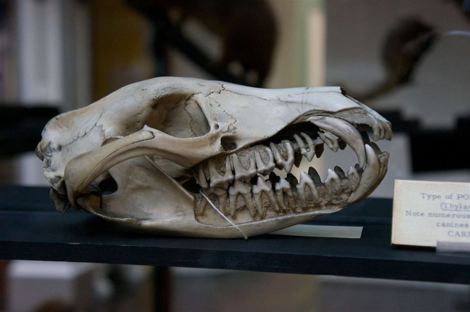 National Museum of Ireland - Natural History