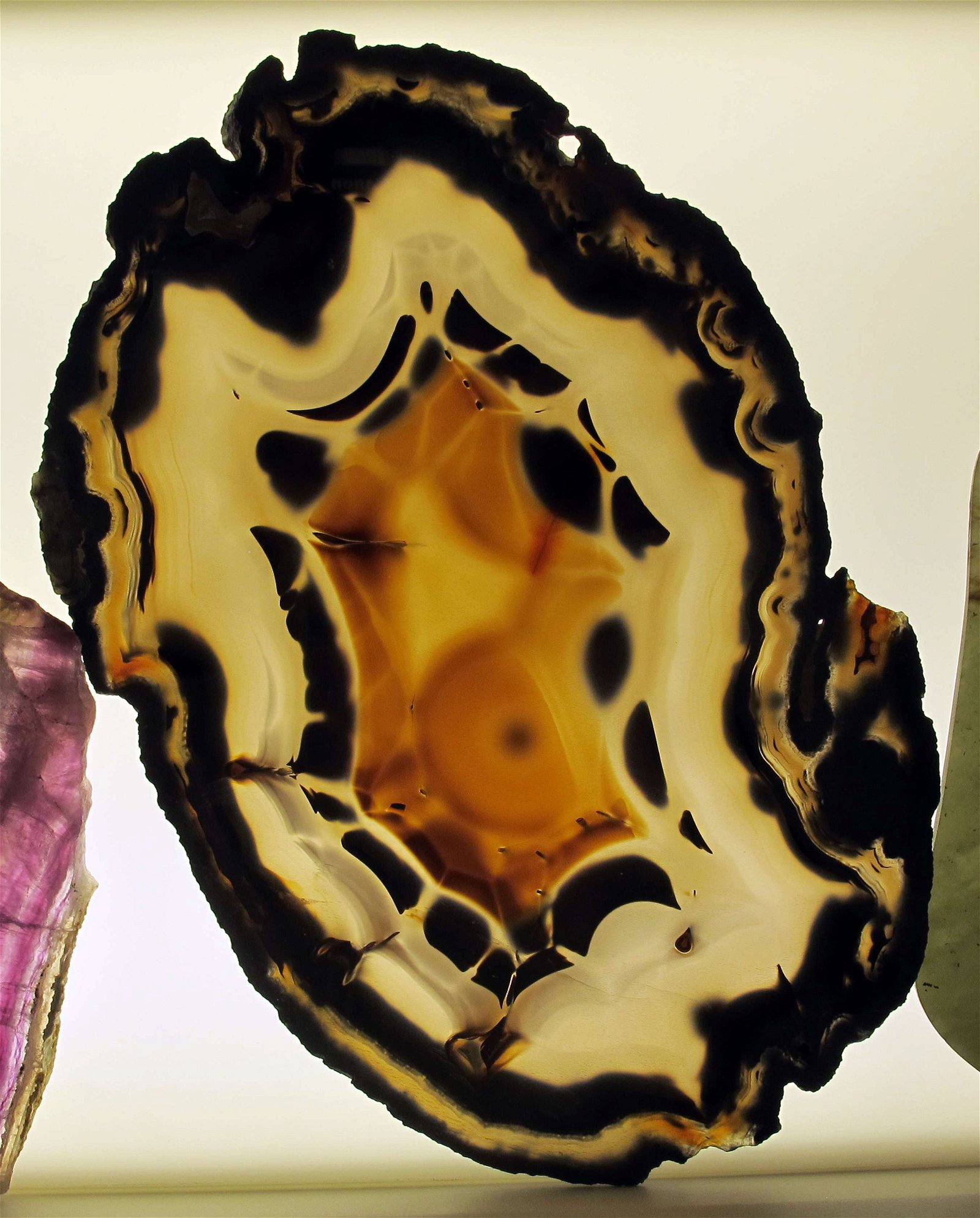 University of Florence Natural History Museum - Geology and Paleontology