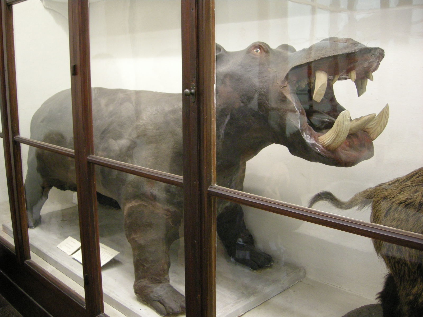 Museo Zoologico La Specola