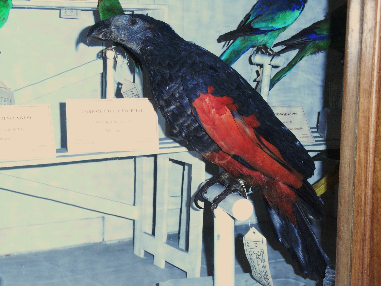 La Specola - Museum of Zoology and Natural History