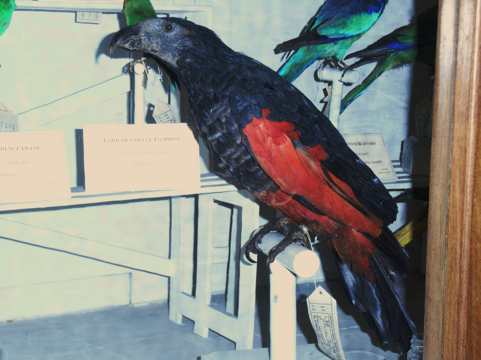 Museo Zoologico La Specola