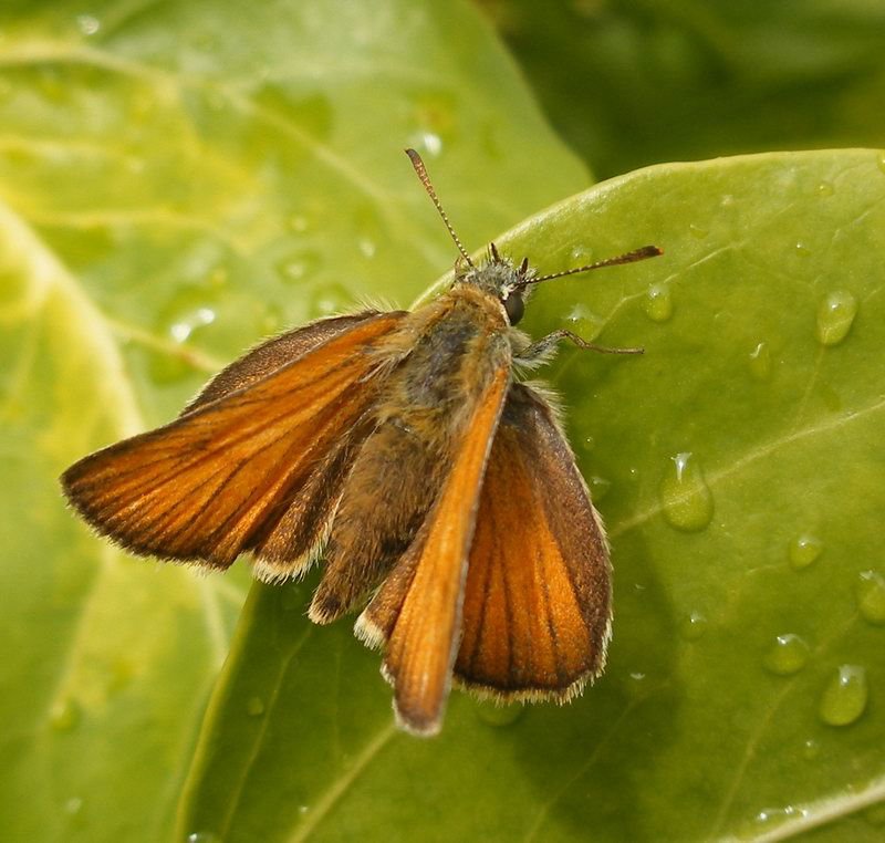 Jardín botánico de la Universidad de Oxford