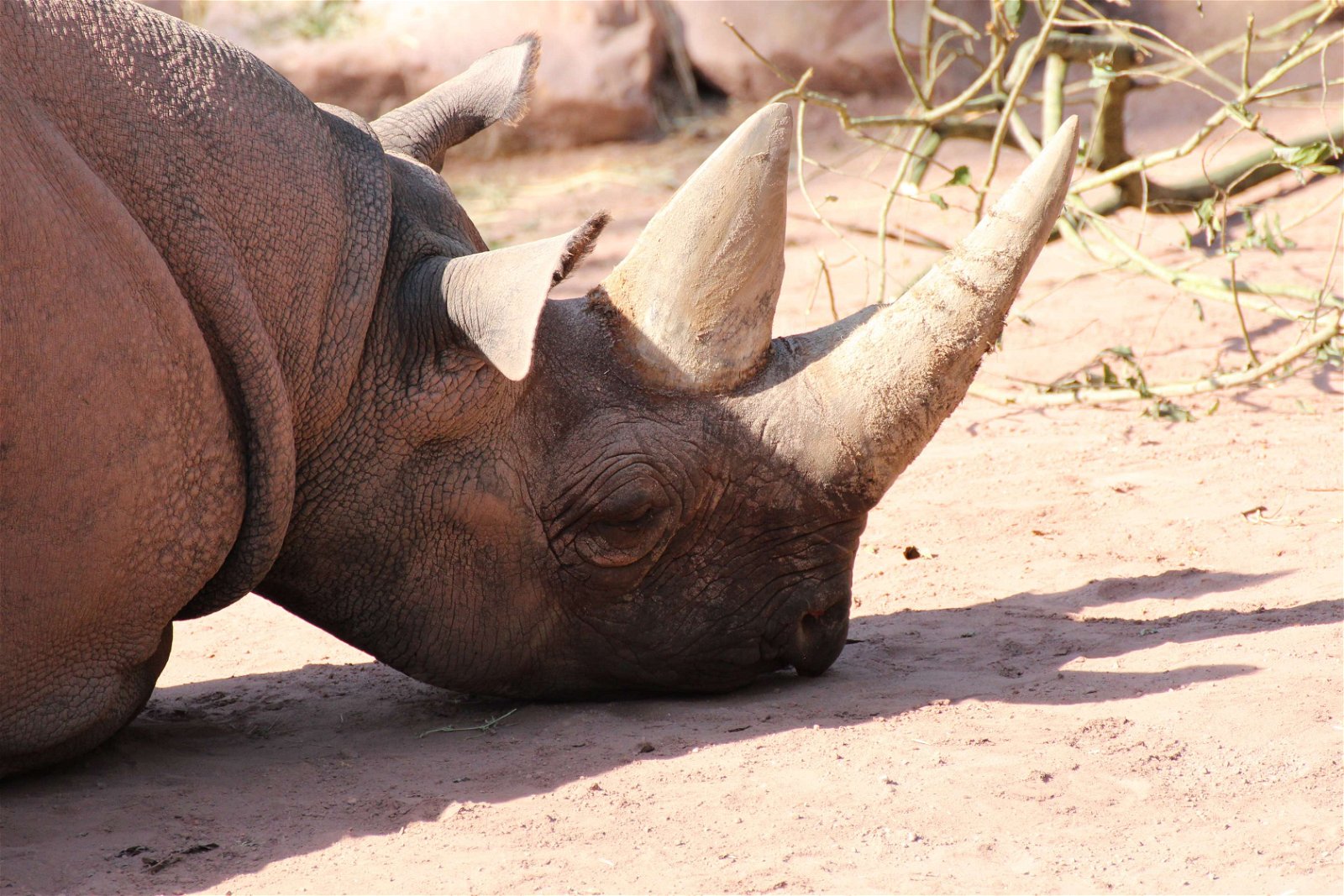 Erlebnis Zoo Hannover