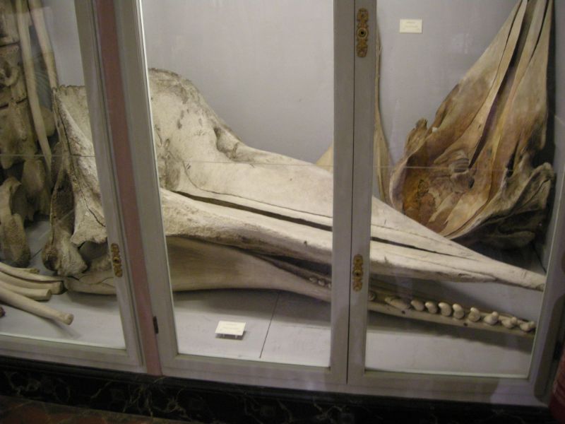 La Specola - Museum of Zoology and Natural History