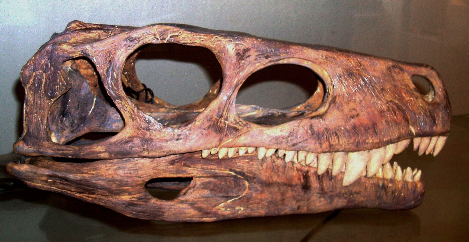 Museum of Natural History