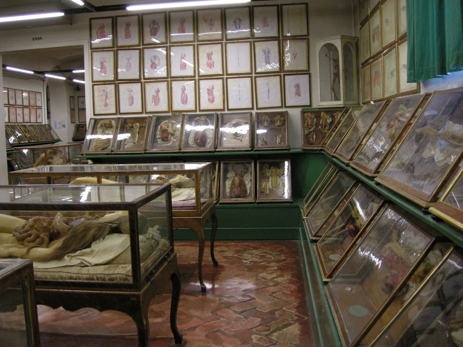 Museo Zoologico La Specola