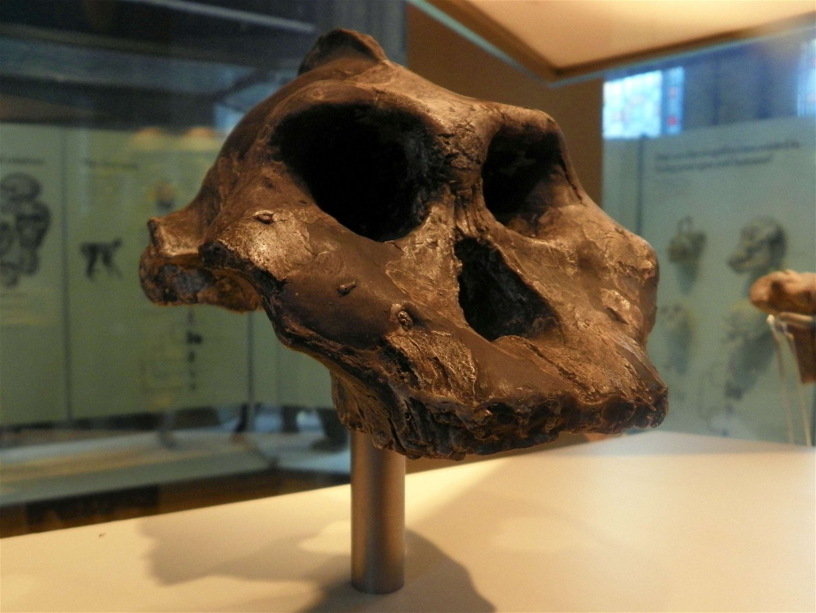 Natural History Museum