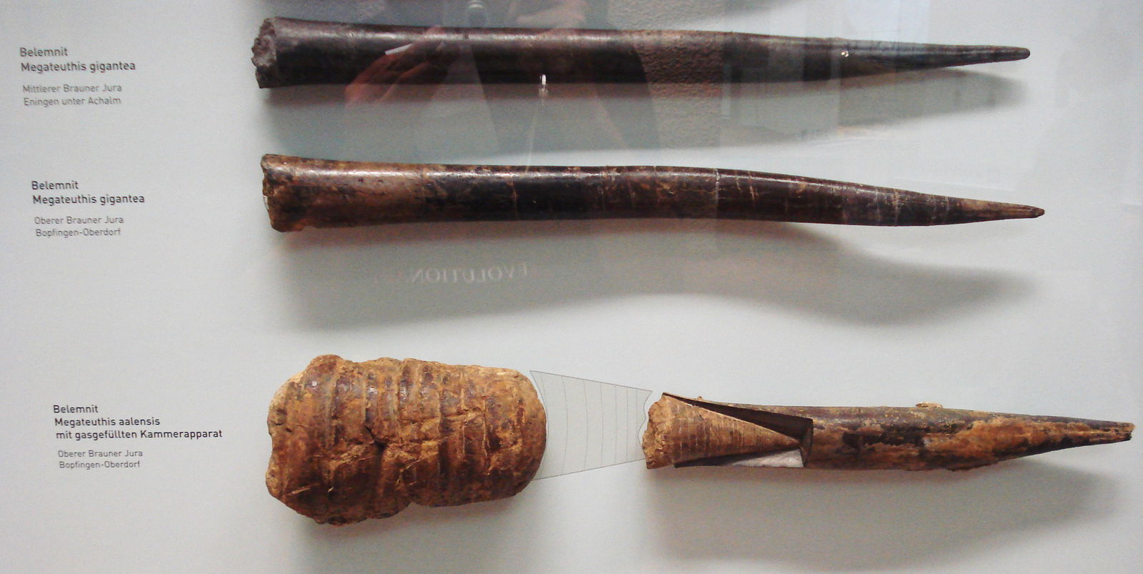 Staatliches Museum für Naturkunde Stuttgart